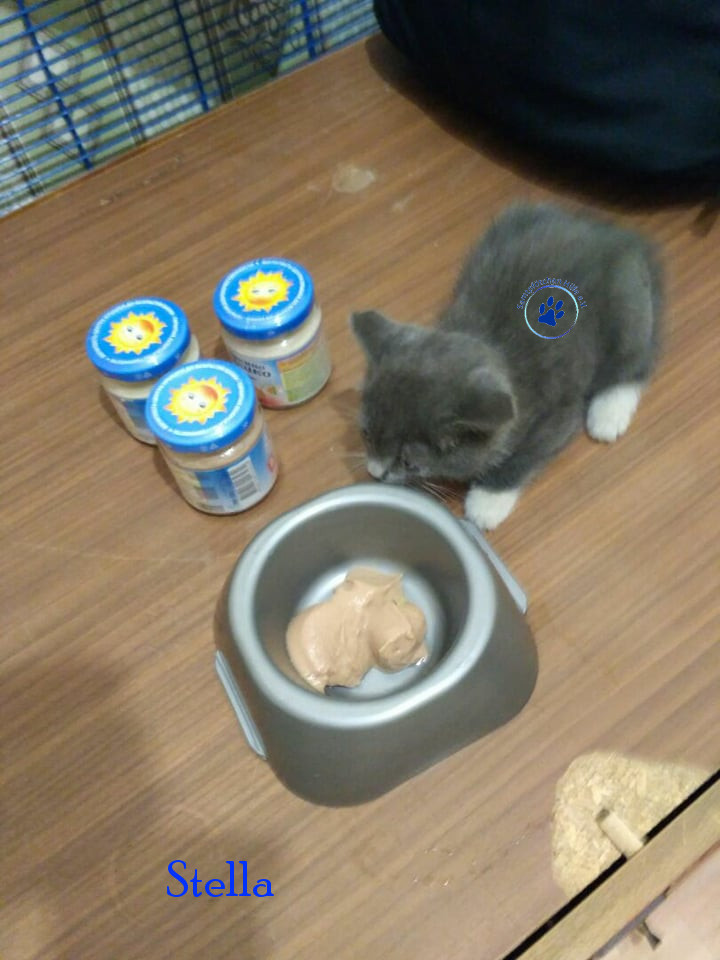 Stella Stella