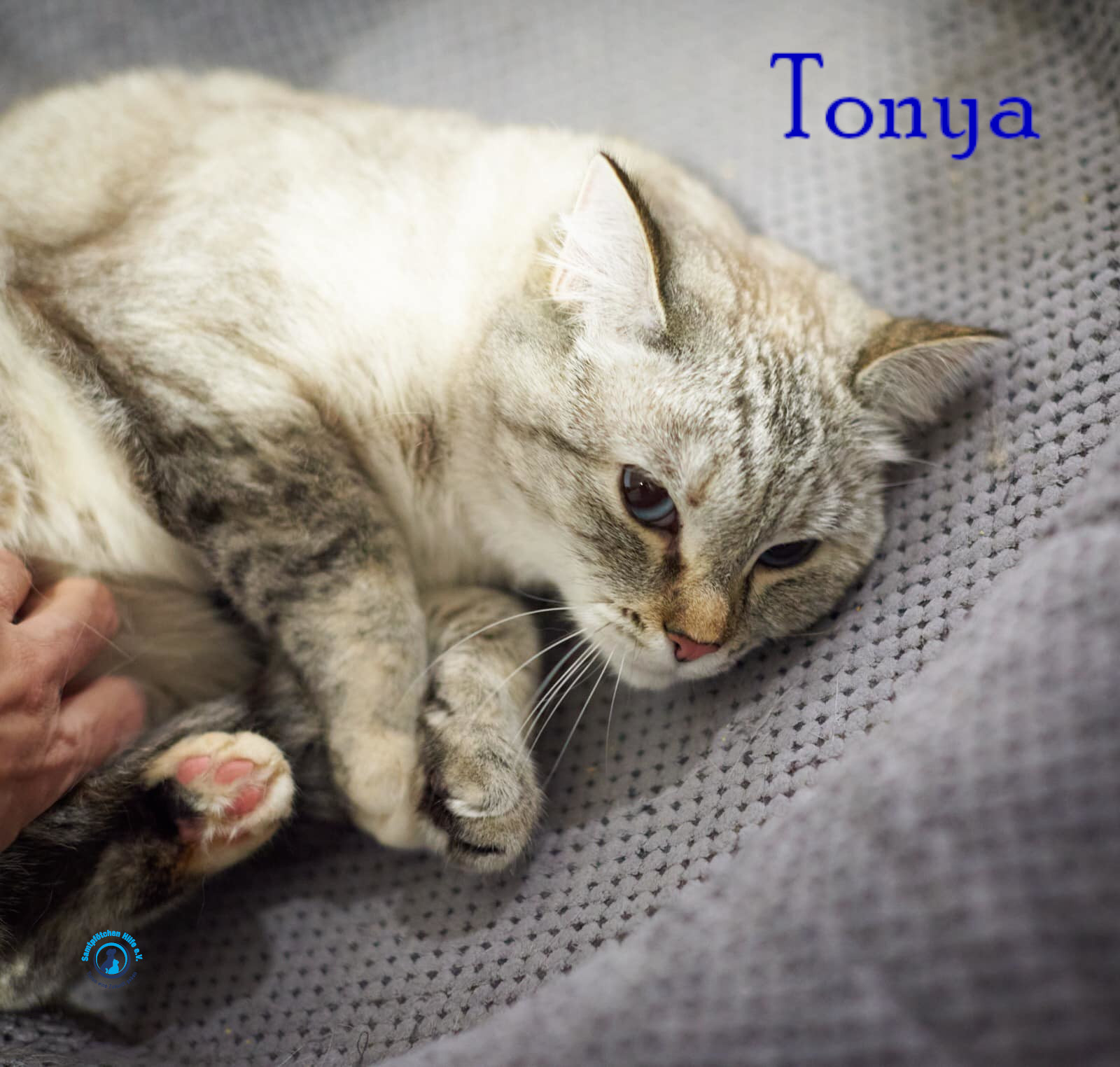 Lyudmila/Katzen/Tonya/Tonya07mN.jpg