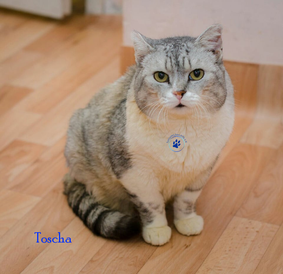 Toscha Toscha