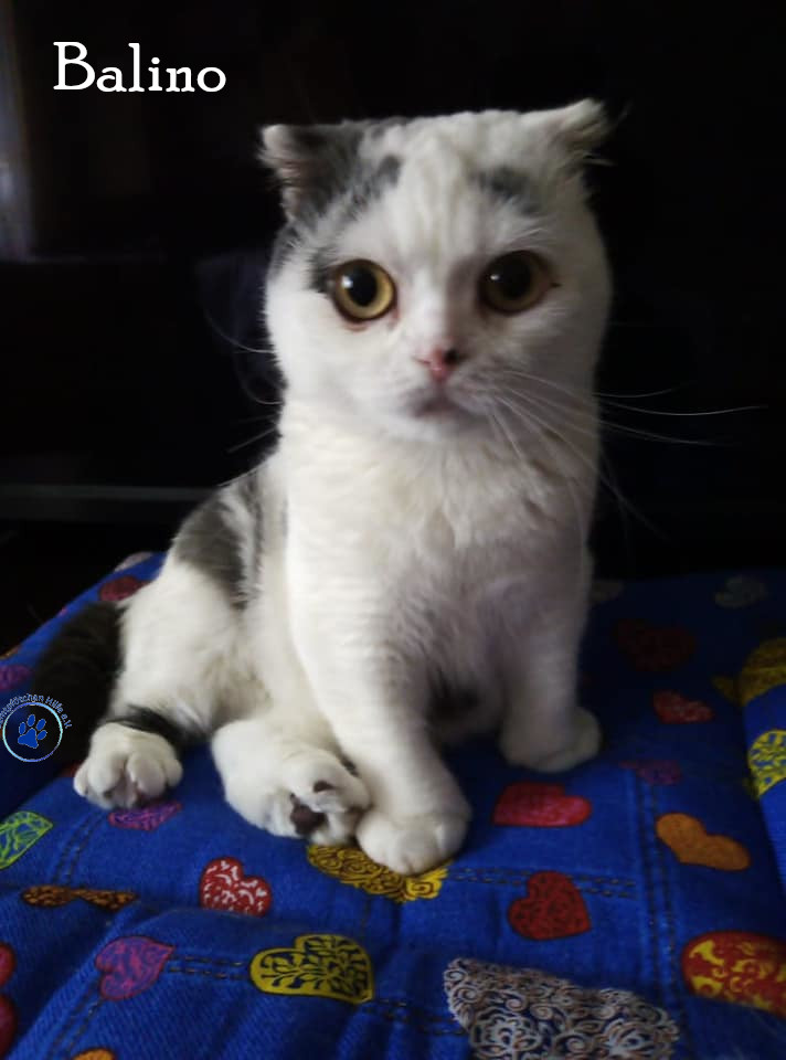 Balino