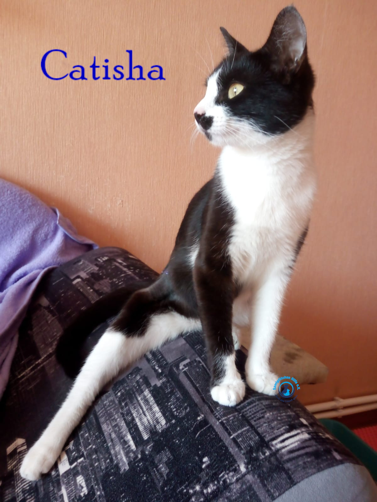 Nadezhda/Katzen/Catisha/Catisha15mN.jpg