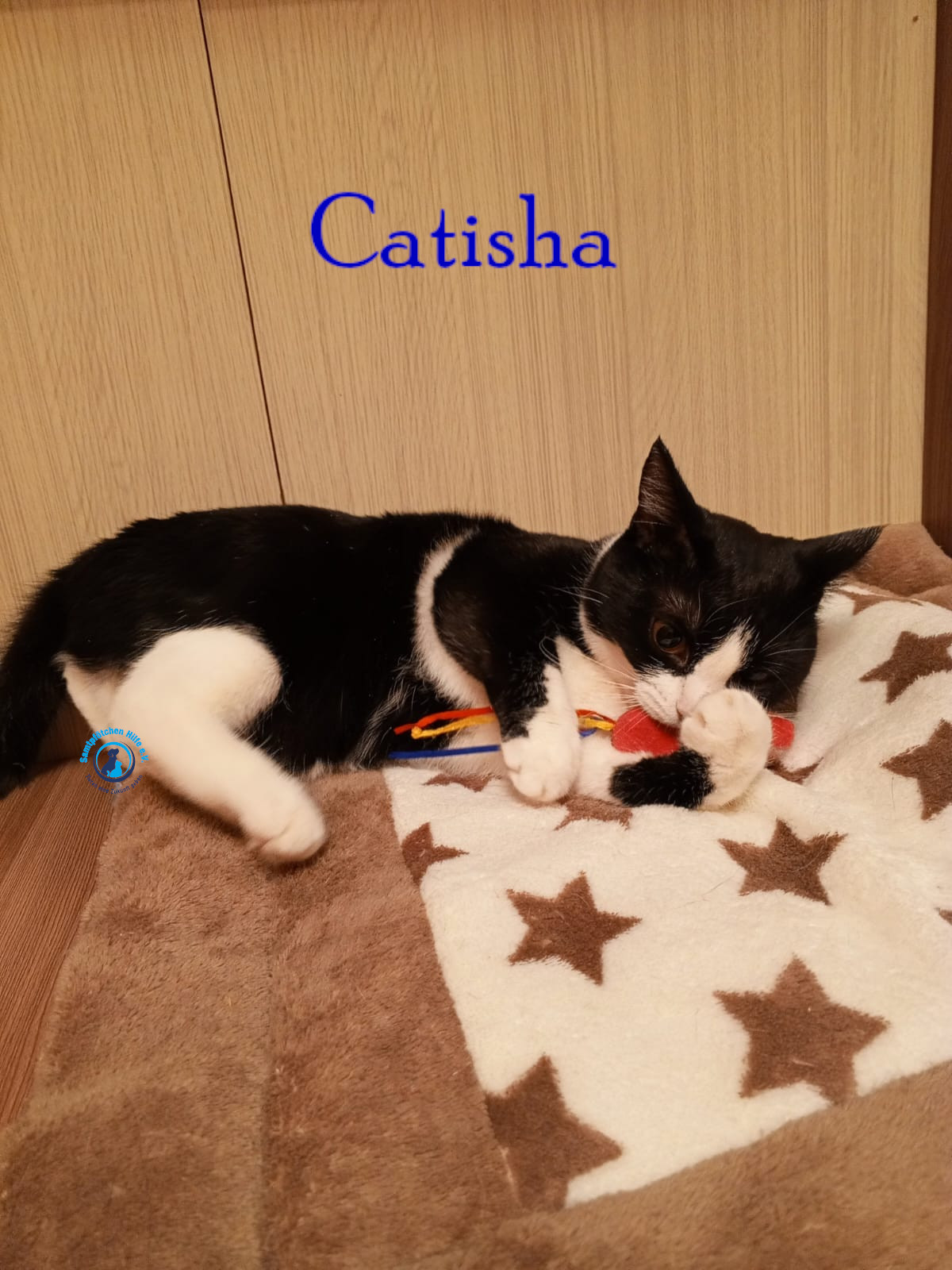 Nadezhda/Katzen/Catisha/Catisha62mN.jpg