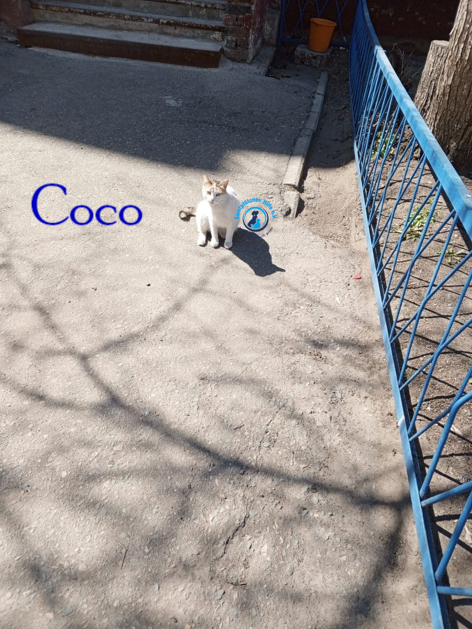 Nadezhda/Katzen/Coco_III/Coco_III01mN.jpg