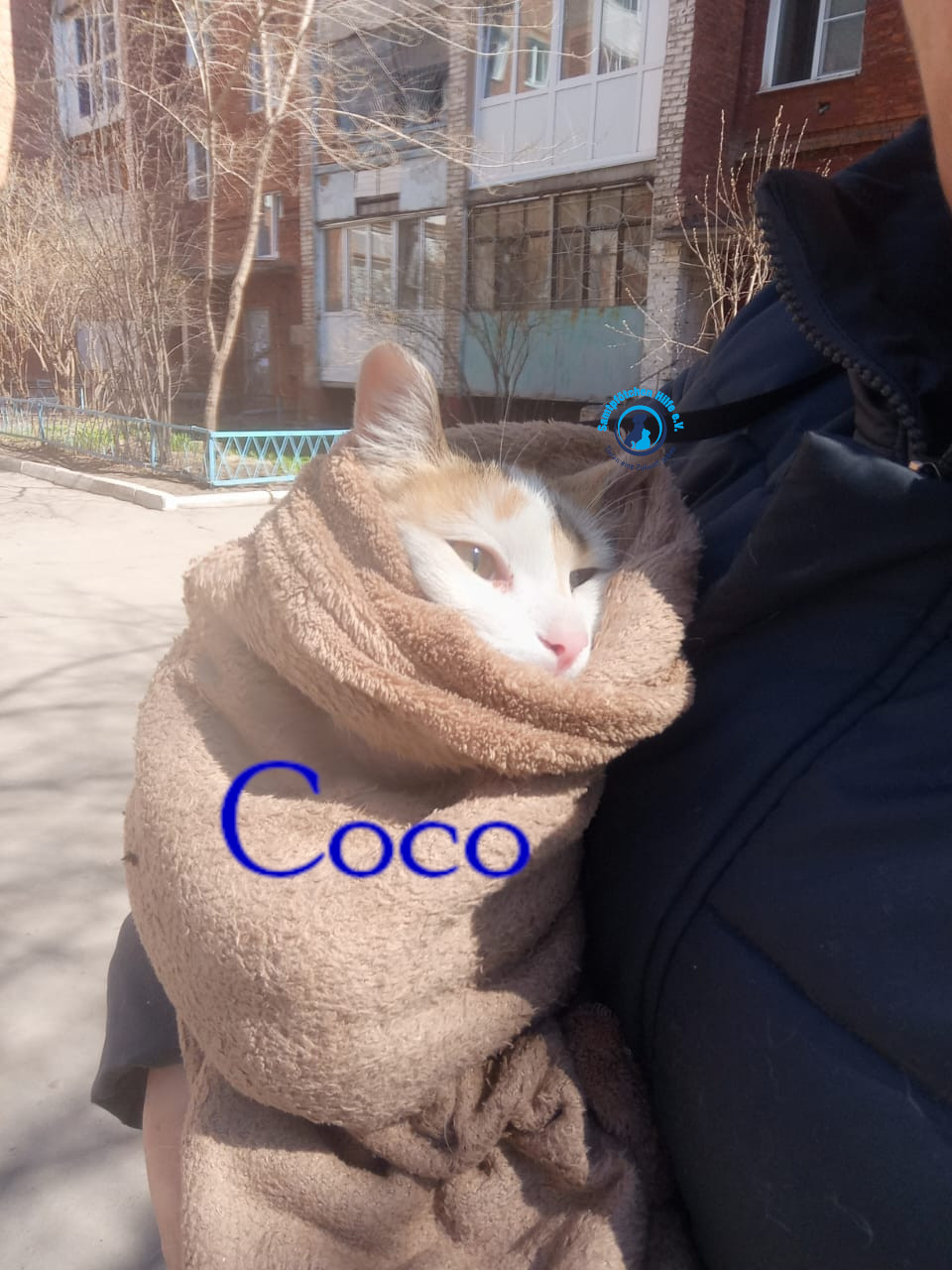 Nadezhda/Katzen/Coco_III/Coco_III05mN.jpg