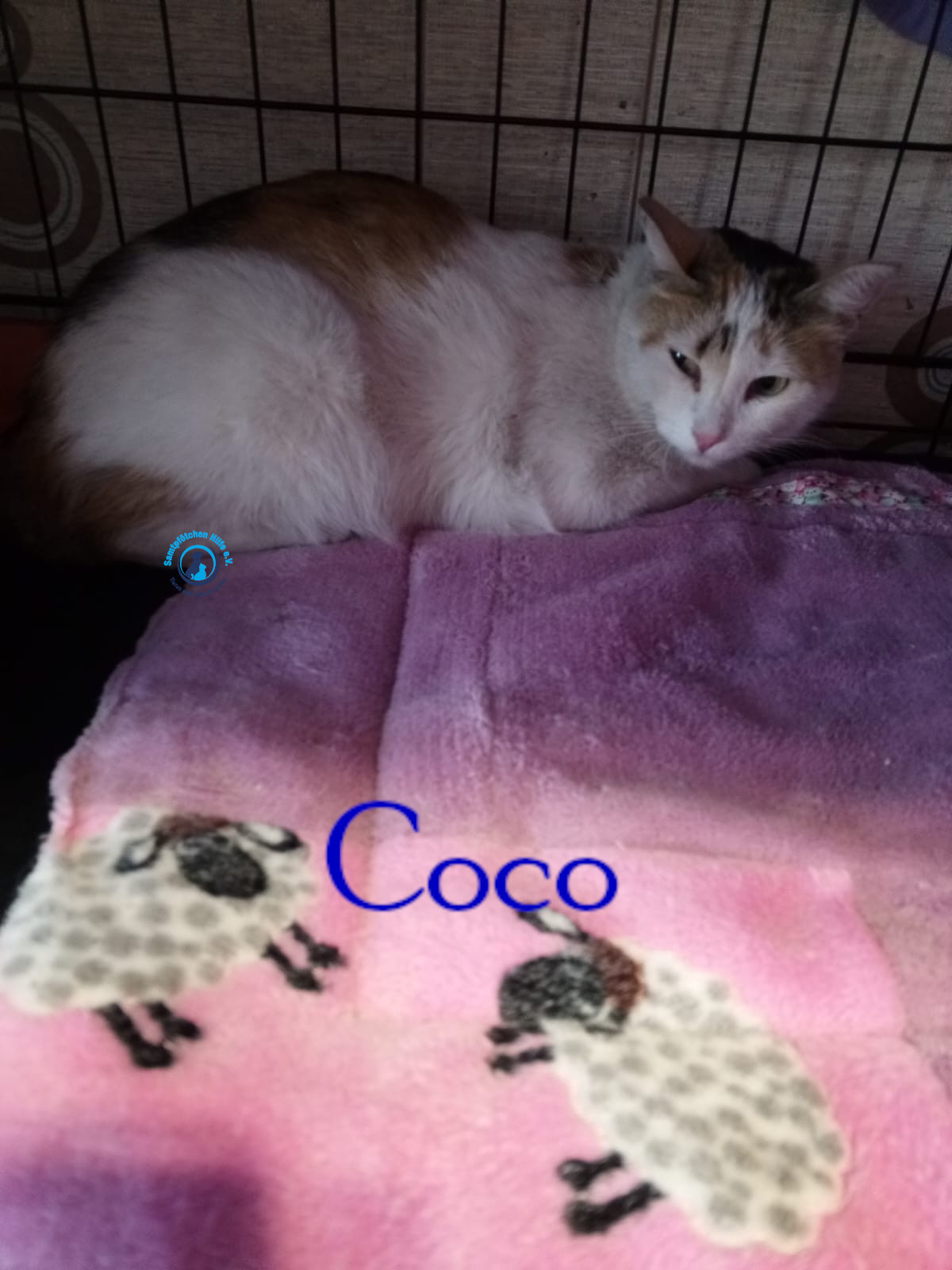 Nadezhda/Katzen/Coco_III/Coco_III06mN.jpg