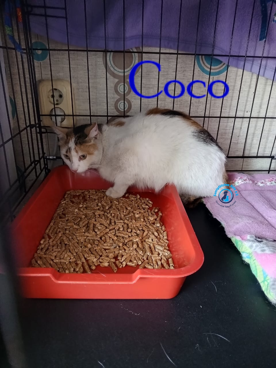 Nadezhda/Katzen/Coco_III/Coco_III07mN.jpg