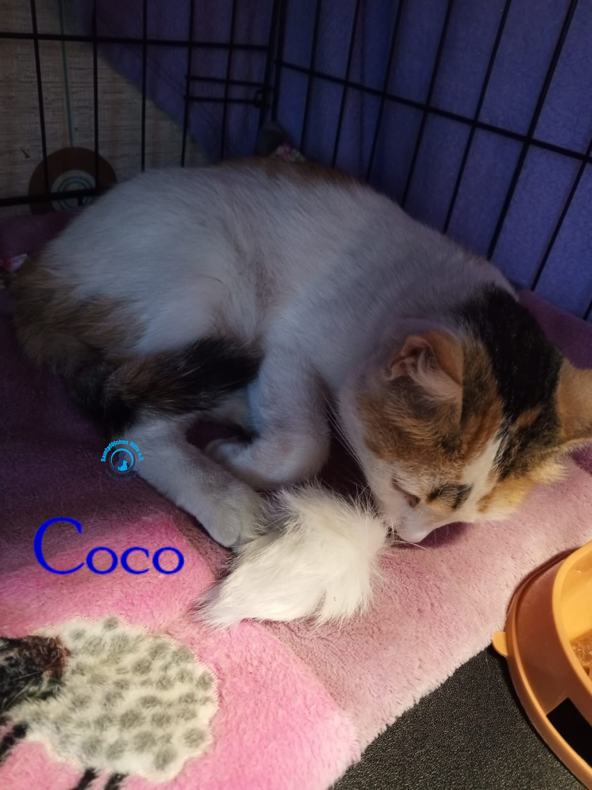 Nadezhda/Katzen/Coco_III/Coco_III08mN.jpg