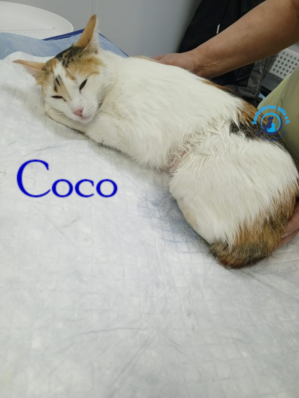 Nadezhda/Katzen/Coco_III/Coco_III18mN.jpg