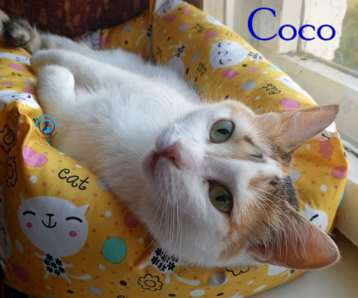 Nadezhda/Katzen/Coco_III/Coco_III23mN.jpg