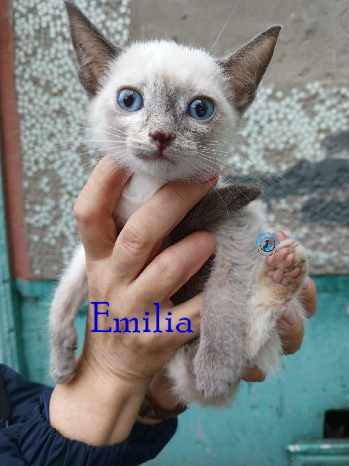 Emilia Emilia