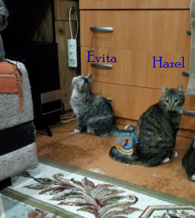 Nadezhda/Katzen/Evita/Evita_Hatzel04mN.jpg