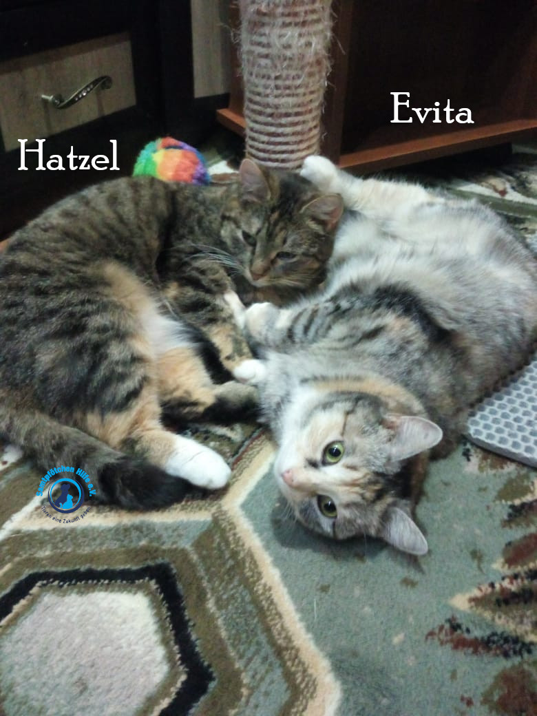 Nadezhda/Katzen/Evita/Evita_Hatzel05mN.jpg