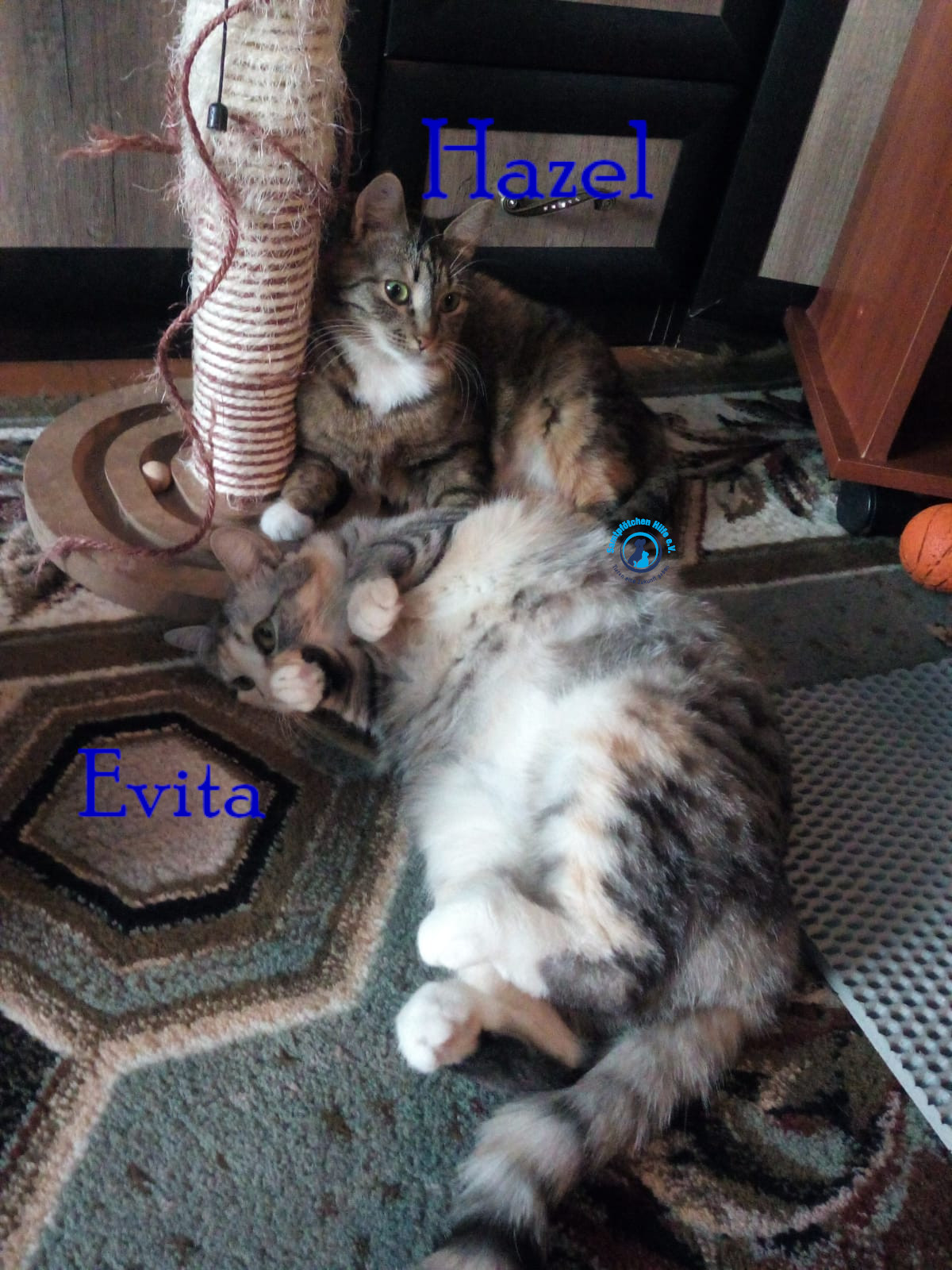 Nadezhda/Katzen/Evita/Evita_Hatzel08mN.jpg