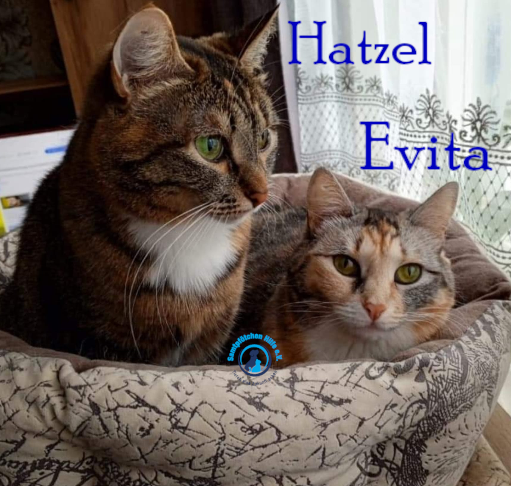 Nadezhda/Katzen/Evita/Evita_Hatzel10mN.jpg