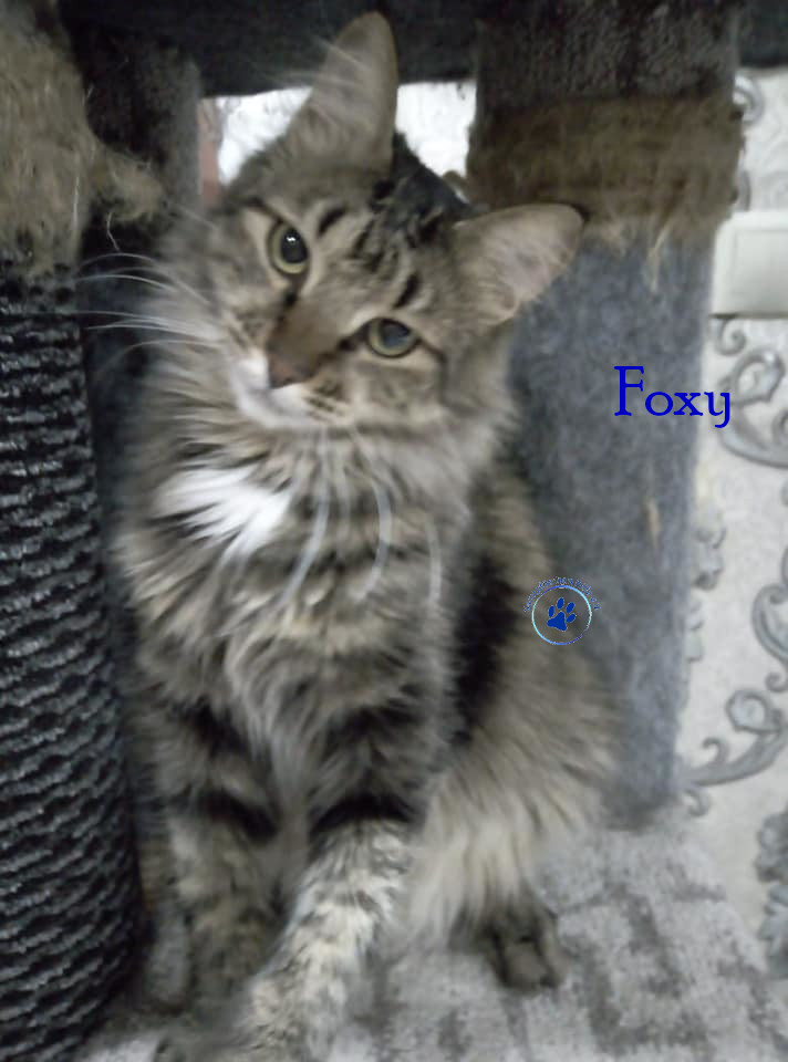 Foxy II