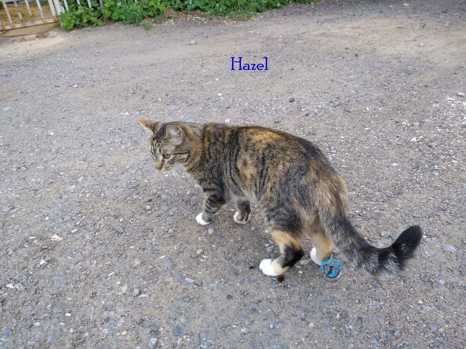 Nadezhda/Katzen/Hazel/Hazel02mN.jpg