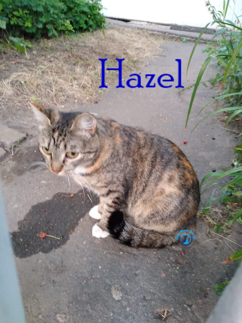 Nadezhda/Katzen/Hazel/Hazel03mN.jpg