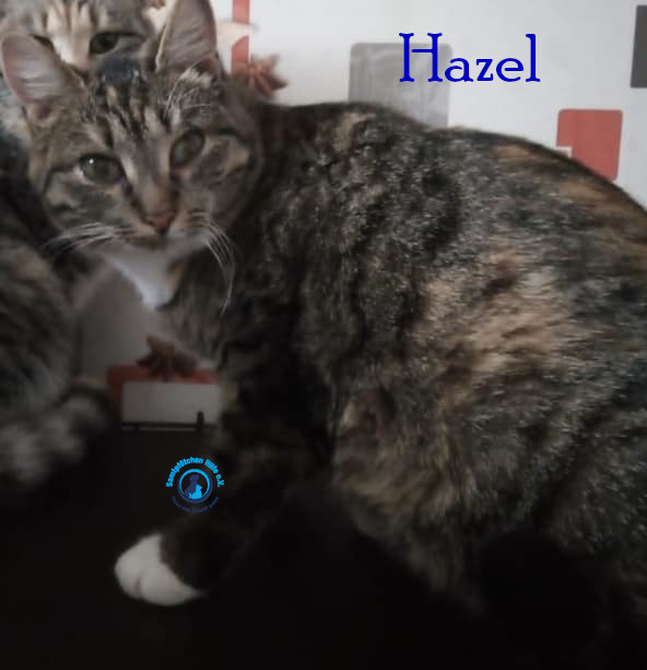 Nadezhda/Katzen/Hazel/Hazel05mN.jpg