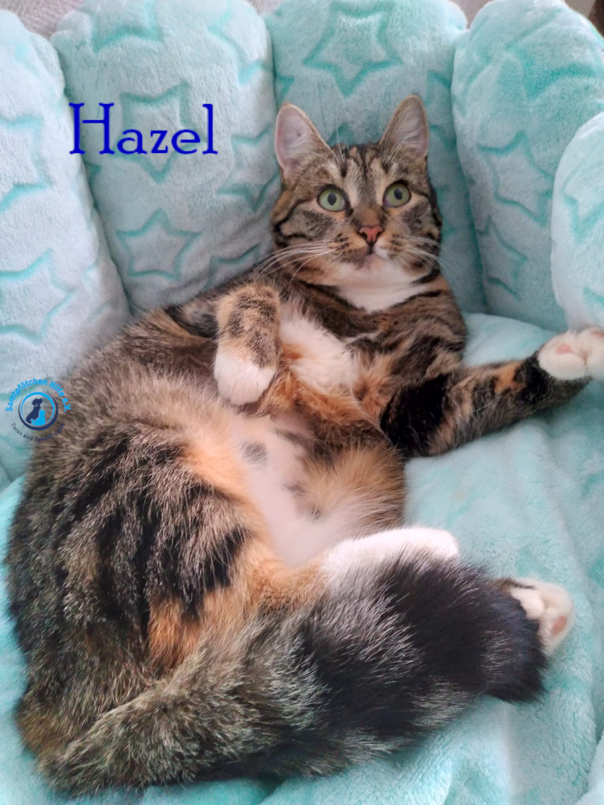 Nadezhda/Katzen/Hazel/Hazel20mN.jpg