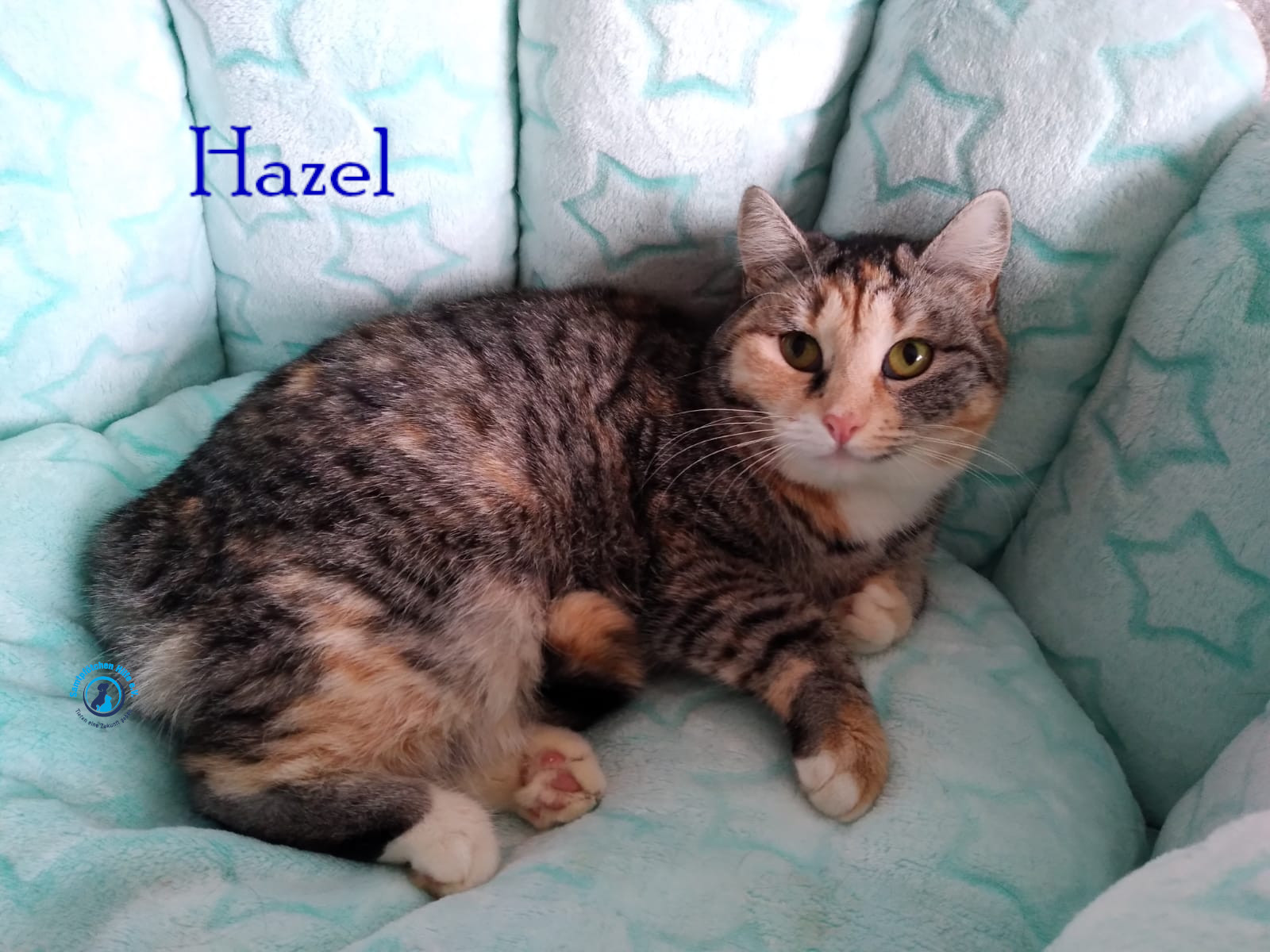 Nadezhda/Katzen/Hazel/Hazel22mN.jpg