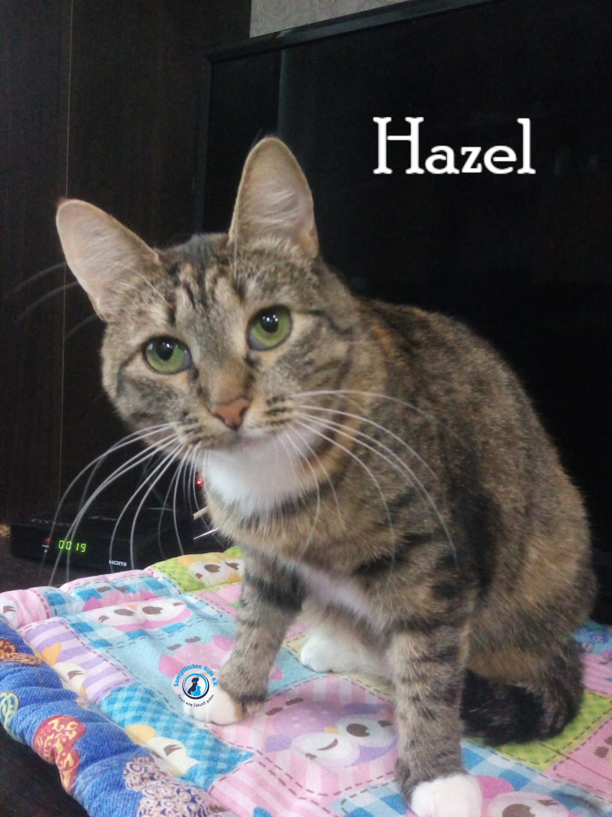Nadezhda/Katzen/Hazel/Hazel26mN.jpg