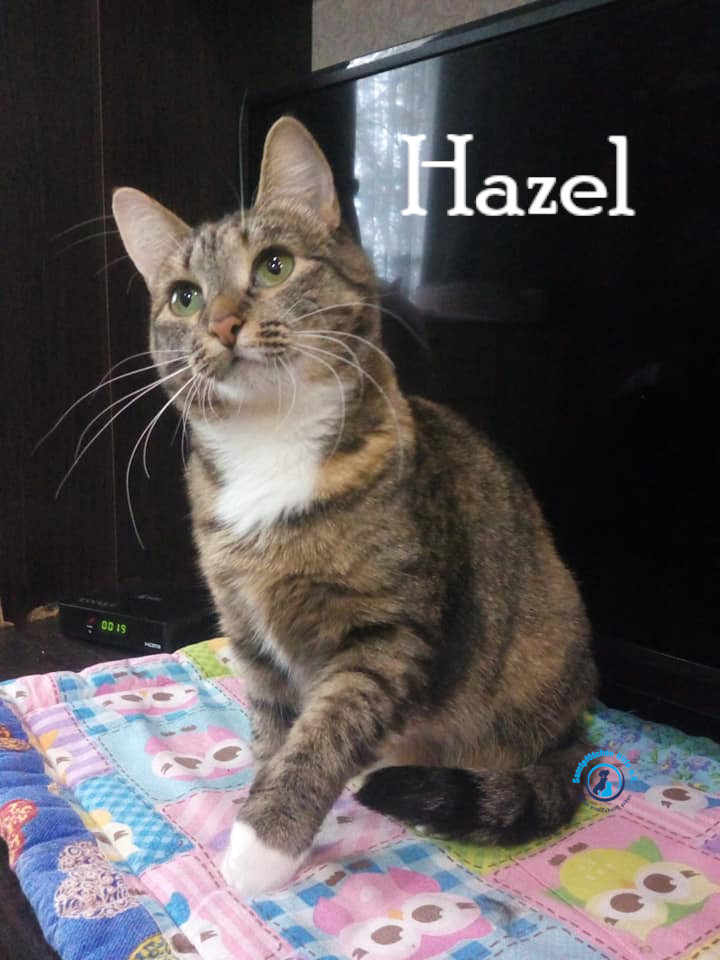 Nadezhda/Katzen/Hazel/Hazel27mN.jpg