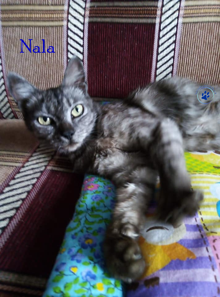 Nadezhda/Katzen/Nala_II/Nala_II12mN.jpg