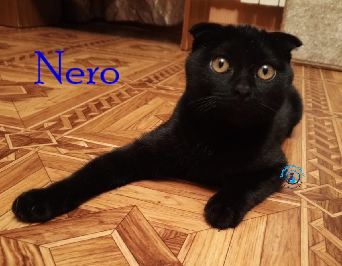 Nadezhda/Katzen/Nero_II/Nero_II08mN.jpg