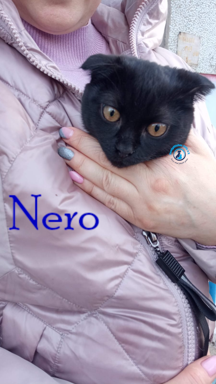 Nadezhda/Katzen/Nero_II/Nero_II11mN.jpg