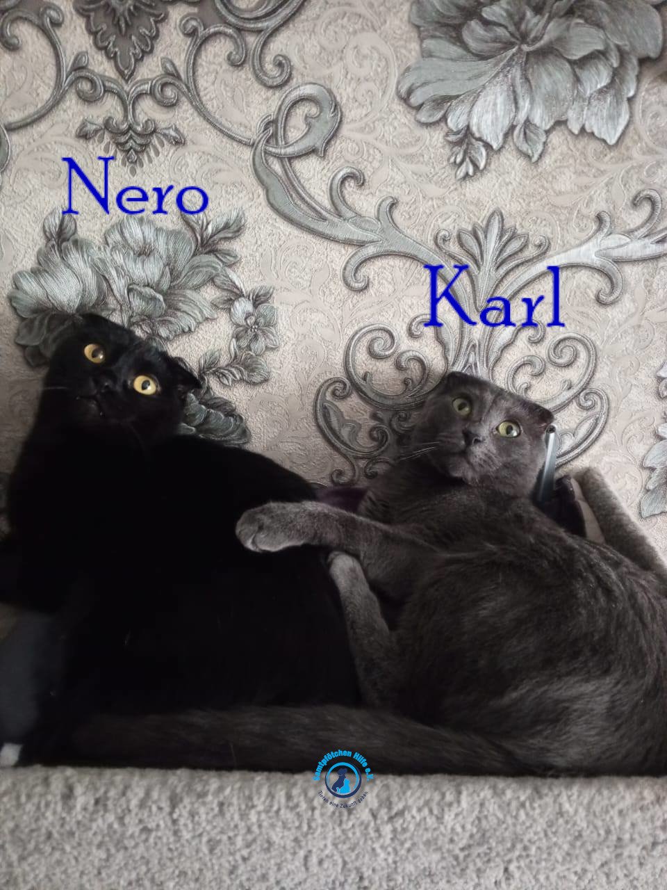 Nadezhda/Katzen/Nero_II/Nero_II_Karl04mN.jpg