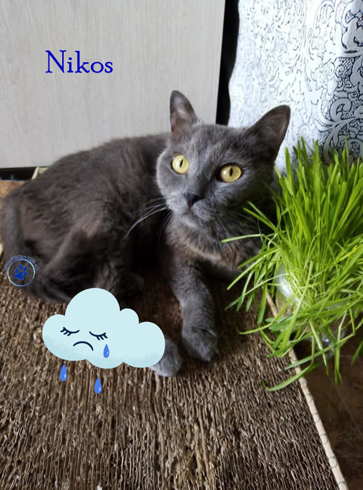 Nikos Nikos