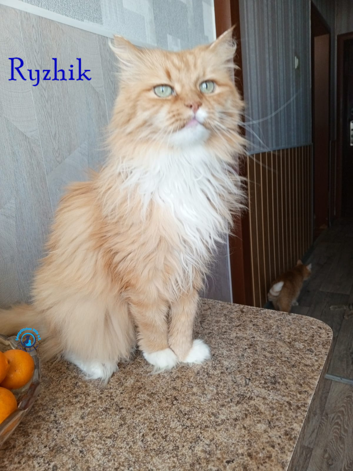 Ryzhik Ryzhik