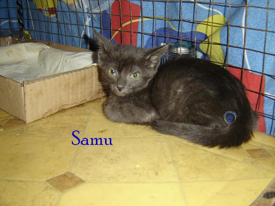 Samu Samu