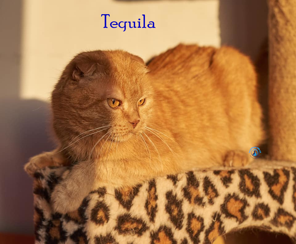 Nadezhda/Katzen/Tequila/Tequila24mN.jpg