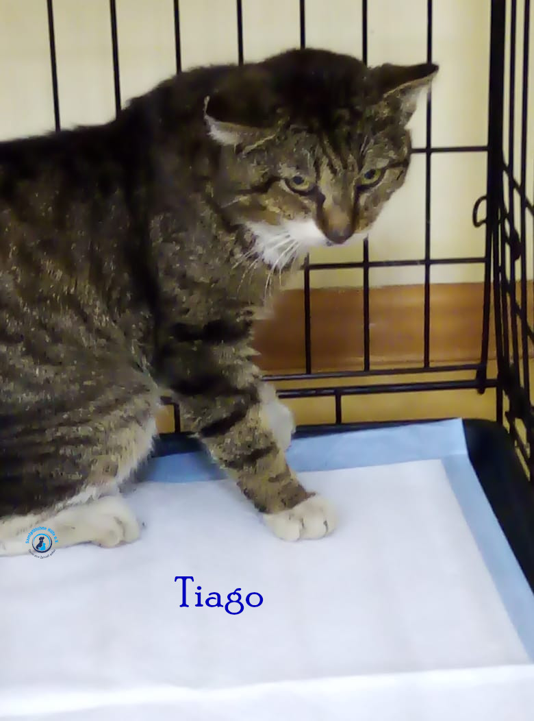 Tiago Tiago
