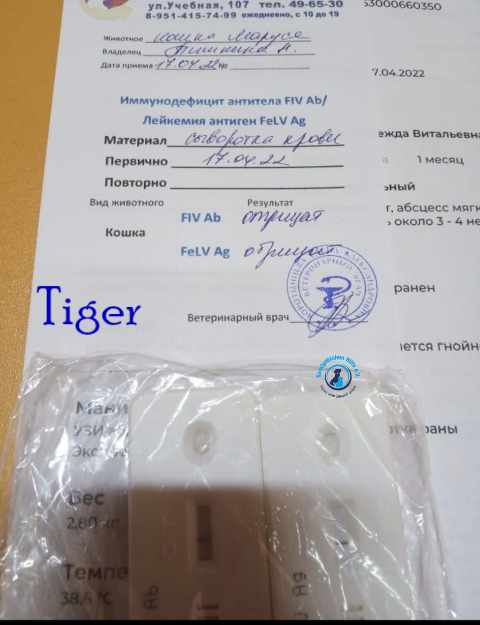 Nadezhda/Katzen/Tiger/Tiger17mN.jpg