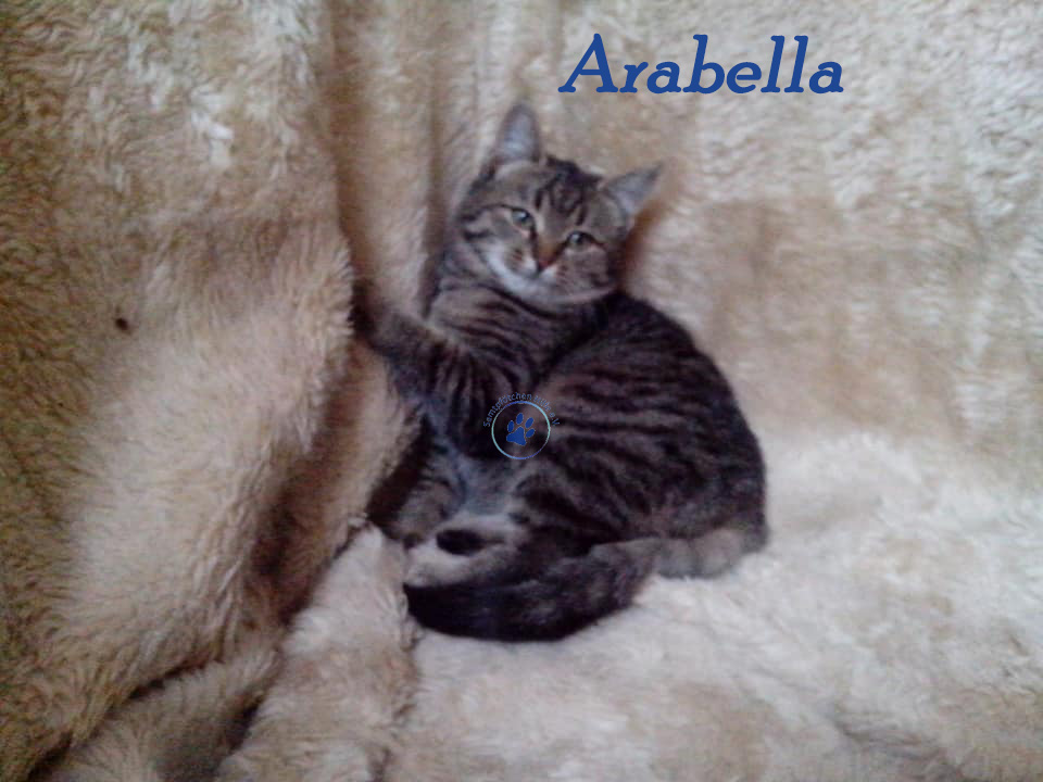 Nikolai/Katzen/Arabella/Arabella02mW.jpg