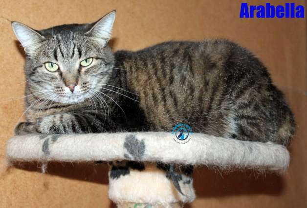 Arabella