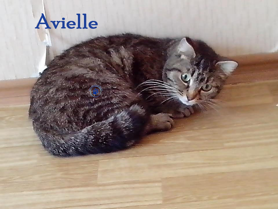 Avielle Avielle