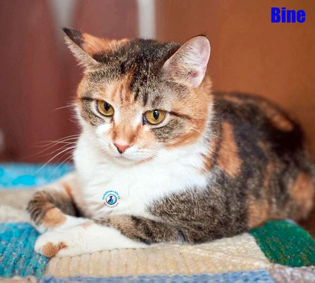 Bine