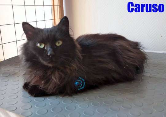 Caruso