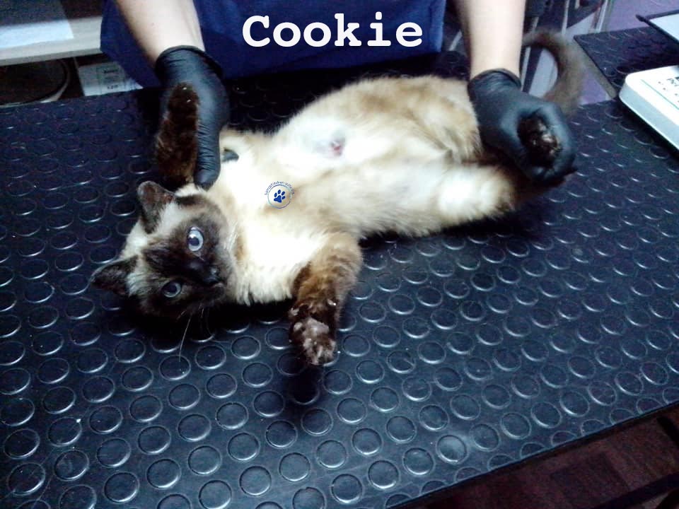 Nikolai/Katzen/Cookie/Cookie01mW.jpg