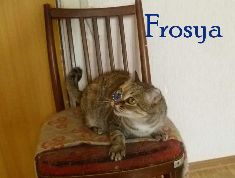 Nikolai/Katzen/Frosya/Frosja02nM.jpg