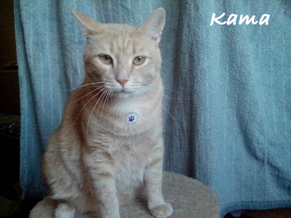 Kama Kama