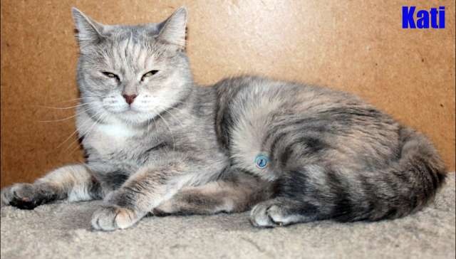Kati