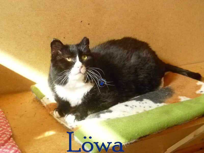 Löwa Löwa