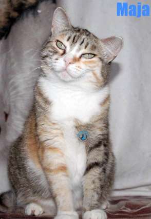 Maja