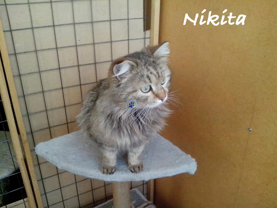 Nikolai/Katzen/Nikita/Nikita01mW.jpg