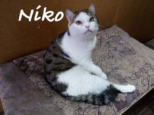 Niko Niko