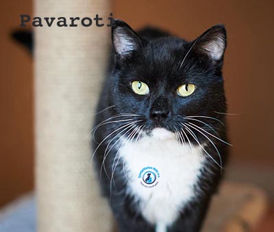 Pavaroti